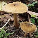 Lepiota boudieri (czubajeczka brązowożółta)