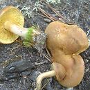 Gymnopilus decipiens