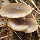 Tephrocybe baeosperma