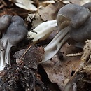 Helvella phlebophora