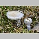 Cortinarius subgen. Telamonia sects Firmiores et Urbici et Boulderenses