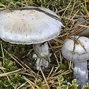 Cortinarius quarciticus