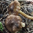 Inocybe soluta