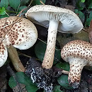 Echinoderma carinii (jeżoskórka krótkotrzonowa)