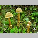 Cortinarius subgen. Telamonia sects Telamonia sects Incrustati et Helvelloides et Paleacei et Saniosi