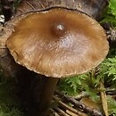 Inocybe acuta (strzępiak ostry)