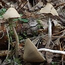 Psathyrella senex (kruchaweczka malutka)