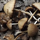 Psathyrella fusca (kruchaweczka stożkowata)