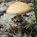 Leratiomyces magnivelaris