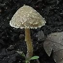 Psathyrella squamosa