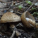 Inocybe flocculosa (strzępiak kosmkowaty)