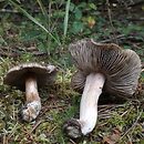 Inocybe oblectabilis (strzępiak dziwaczny)