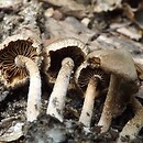 Inocybe castanea