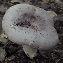 Lactarius flexuosus (mleczaj wygięty)