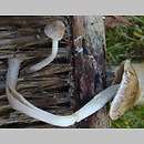 Psathyrella pseudocasca (kruchaweczka pniakowa)