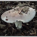 Russula medullata