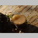 Sphaerosporella brunnea