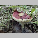 Russula melliolens