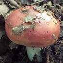 Russula aurora (gołąbek różowy)