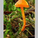 Hygrocybe mucronella (wilgotnica szerokoblaszkowa)