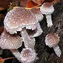 Psathyrella impexa (kruchaweczka różowawa)