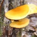 Flammulina elastica (płomiennica sprężysta)