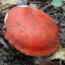 Russula pseudointegra (gołąbek rumiany)