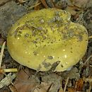 Russula olivascens (gołąbek oliwkowiejący)