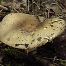 Russula pseudo-olivascens (gołąbek spękanobrzegi)