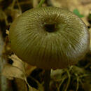 Entoloma asprellum (dzwonkówka niebieskotrzonowa)