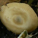 Entoloma infula (dzwonkówka infułowata)