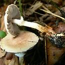 Agaricus comtulus (pieczarka malutka)