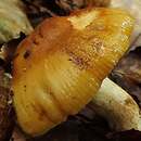 Russula subfoetens (gołąbek niemiły)