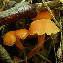 Hygrocybe mollis