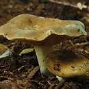 Lactarius ruginosus