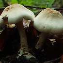 Cystolepiota fumosifolia