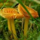 Hygrocybe glutinipes