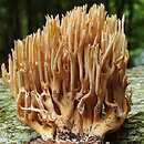 Ramaria fagicola