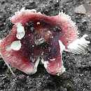 Russula emeticicolor (gołąbek różowoczerwony)