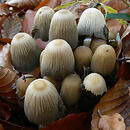 Coprinellus silvaticus (czernidłak szorstkozarodnikowy)