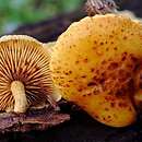 Pholiota lucifera (łuskwiak pomarańczowobrązowy)