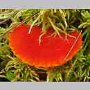 Hygrocybe helobia (wilgotnica torfowiskowa)