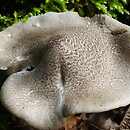 Tricholoma scalpturatum (gąska żółknąca)