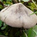 Entoloma canosericeum (dzwonkówka siwojedwabista)