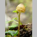 Galerina cephalotricha