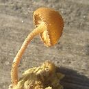 Phaeomarasmius borealis