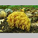 Ramaria praecox