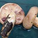 Lactarius uvidus (mleczaj lepki)