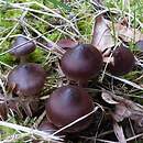 Cortinarius vernus