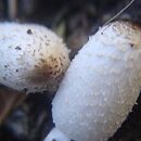 Coprinus sterquilinus (czernidłak wielkopierścieniowy)